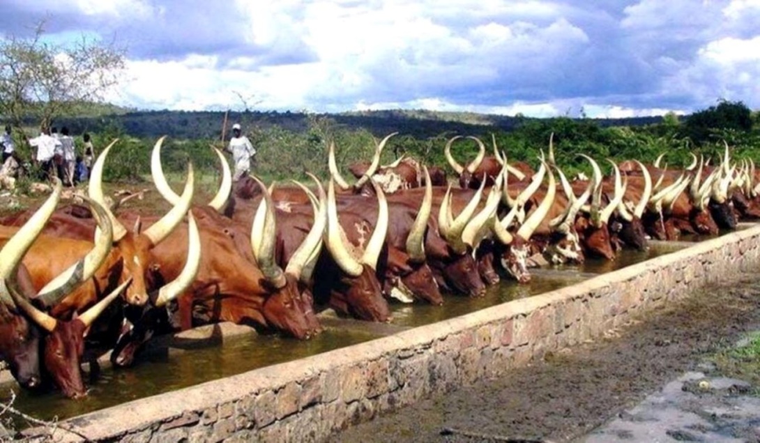 Long-horned Ankole Cattle Watering. Photo: OPTIBOV project, College of Agricultural and Environmental Sciences (CAES), Makerere University, Kampala Uganda, East Africa.