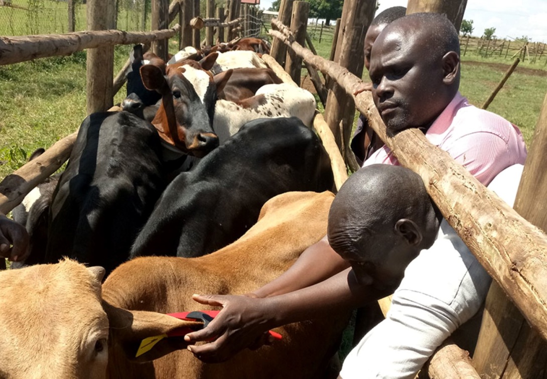 One of the project team members Dr. Kokas Ikwap (2nd R), tagging the animals to be used in one of the Anti-Tick Vaccine Project field activities. CoVAB, Makerere University, Kampala Uganda, East Africa.