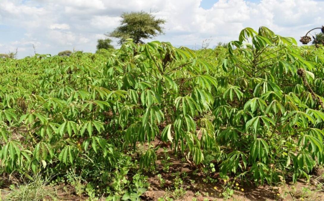 A cassava garden in Napak District, North Eastern Uganda, East Africa.