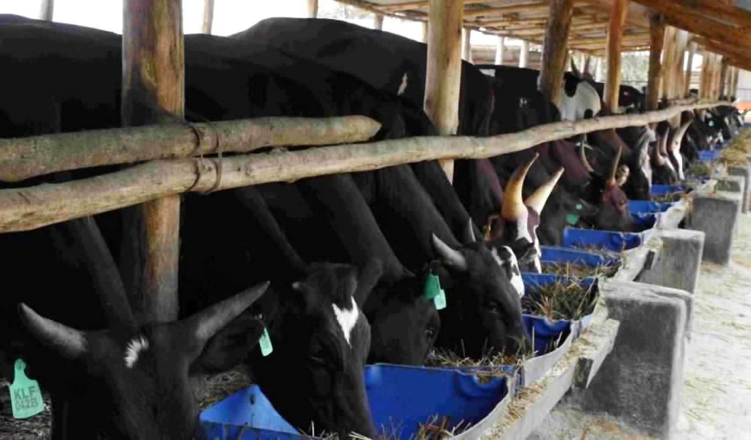 Cattle in a feedlot at Kandi Farm, Ngoma, Nakaseke District, where farmers from 10 districts will gather to undergo practical training under the EU-funded SUPPL-F project.