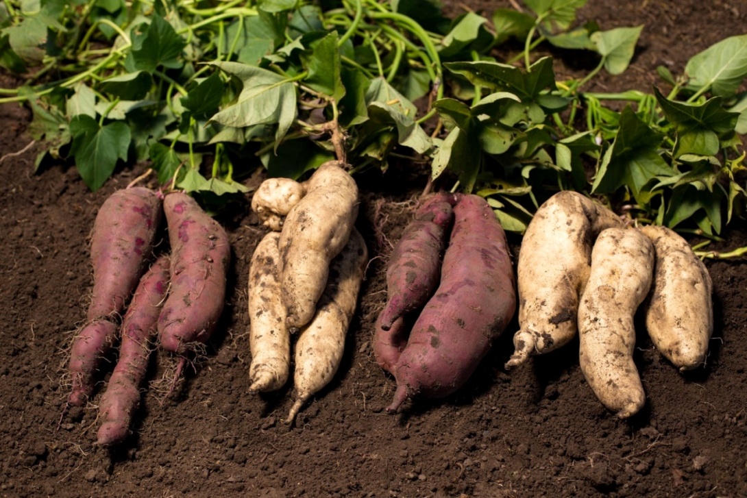 Freshly harvested sweet potato tuberous roots with vines still attached onto them. Makerere University, Kampala Uganda, East Africa.