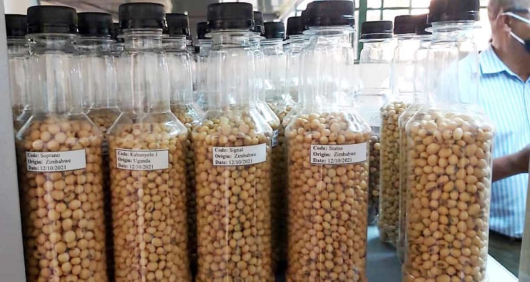 Some of the soybean varieties from Uganda and Zimbabwe at Centre for Soybean Improvement and Development (MAKCSID), Makerere University Agricultural Research Institute, Kabanyolo (MUARIK), College of Agricultural and Environmental Sciences (CAES), Wakiso, Uganda, East Africa.