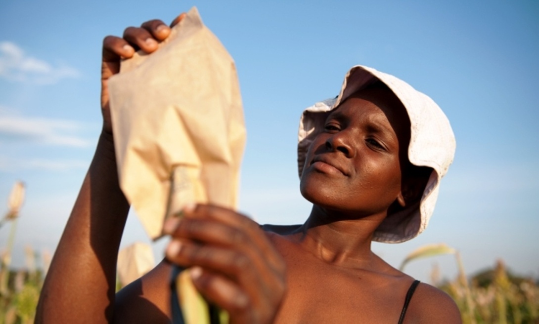 A young mother at work in a sorghum research plot, Makerere University Agricultural Research Institute Kabanyolo (MUARIK), Wakiso, Uganda, East Africa.