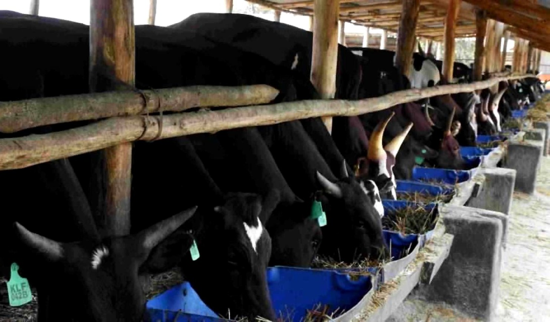 Cattle in a feedlot at Kandi Farm, Ngoma, Nakaseke District, where farmers from 10 districts will gather to undergo practical training under the EU-funded SUPPL-F project implemented by Private Sector Foundation Uganda working with Makerere University College of Agricultural and Environmental Sciences (CAES), Kampala Uganda, East Africa.